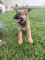 Shatzi, a female Belgian Malinois and German Shepherd Dog for sale in Decatur, IN – 6 of 9