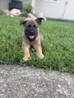Herc, a male Belgian Malinois and German Shepherd Dog for sale in Decatur, IN – 5 of 9