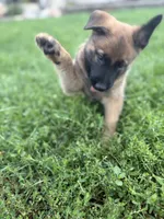 Sandra, a female Belgian Malinois and German Shepherd Dog for sale in Decatur, IN – 5 of 7