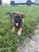 Cleo, a female Belgian Malinois and German Shepherd Dog for sale in Decatur, IN – 5 of 10