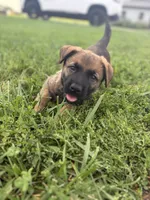 Cleo, a female Belgian Malinois and German Shepherd Dog for sale in Decatur, IN – 4 of 10