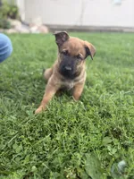 Shatzi, a female Belgian Malinois and German Shepherd Dog for sale in Decatur, IN – 5 of 9