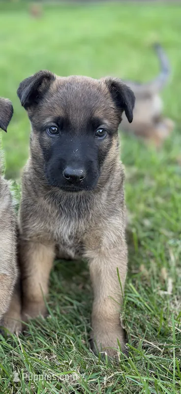 Zues – Belgian Malinois puppy for sale in Decatur, IN