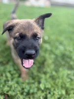 Herc, a male Belgian Malinois and German Shepherd Dog for sale in Decatur, IN – 4 of 9