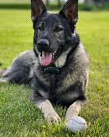 Shatzi, a female Belgian Malinois and German Shepherd Dog for sale in Decatur, IN – 8 of 9