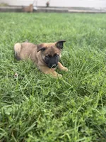 Sandra, a female Belgian Malinois and German Shepherd Dog for sale in Decatur, IN – 4 of 7