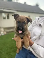 Shatzi, a female Belgian Malinois and German Shepherd Dog for sale in Decatur, IN – 2 of 9