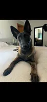 Shatzi, a female Belgian Malinois and German Shepherd Dog for sale in Decatur, IN – 9 of 9