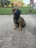 Cleo, a female Belgian Malinois and German Shepherd Dog for sale in Decatur, IN – 7 of 10
