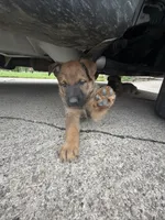 Menka, a female Belgian Malinois and German Shepherd Dog for sale in Decatur, IN – 4 of 4