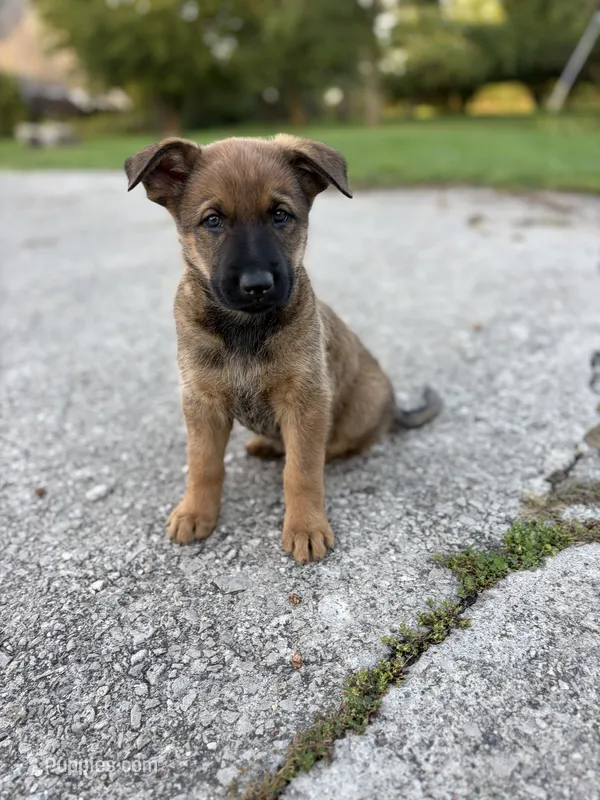 Menka – Belgian Malinois, German Shepherd Dog puppy for sale in Decatur, IN