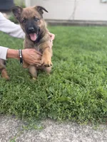 Shatzi, a female Belgian Malinois and German Shepherd Dog for sale in Decatur, IN – 7 of 9