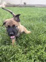 Sandra, a female Belgian Malinois and German Shepherd Dog for sale in Decatur, IN – 2 of 7