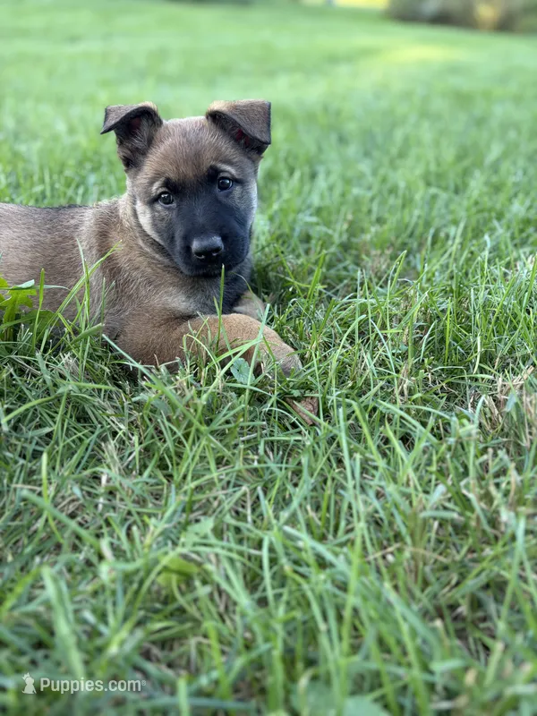 Sandra – Belgian Malinois, German Shepherd Dog puppy for sale in Decatur, IN