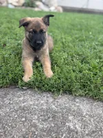 Herc, a male Belgian Malinois and German Shepherd Dog for sale in Decatur, IN – 7 of 9