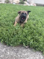 Herc, a male Belgian Malinois and German Shepherd Dog for sale in Decatur, IN – 6 of 9