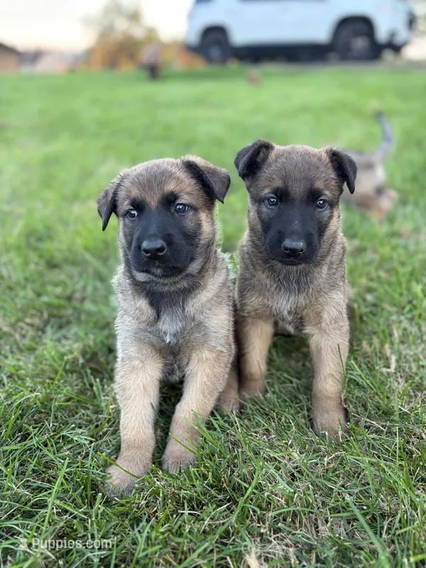 Zues – Belgian Malinois puppy for sale in Decatur, IN