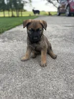 Cleo, a female Belgian Malinois and German Shepherd Dog for sale in Decatur, IN – 2 of 10