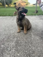 Cleo, a female Belgian Malinois and German Shepherd Dog for sale in Decatur, IN – 6 of 10