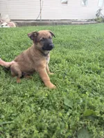 Shatzi, a female Belgian Malinois and German Shepherd Dog for sale in Decatur, IN – 4 of 9
