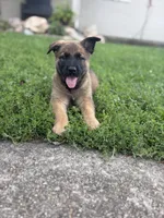 Herc, a male Belgian Malinois and German Shepherd Dog for sale in Decatur, IN – 3 of 9