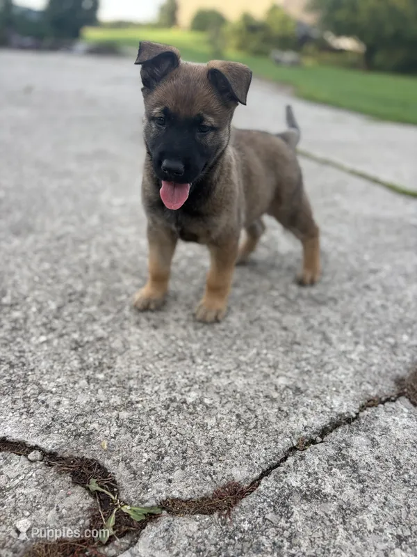 Sandra – Belgian Malinois, German Shepherd Dog puppy for sale in Decatur, IN
