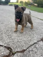 Sandra, a female Belgian Malinois and German Shepherd Dog for sale in Decatur, IN – 1 of 7