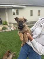 Shatzi, a female Belgian Malinois and German Shepherd Dog for sale in Decatur, IN – 3 of 9