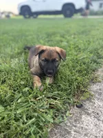 Cleo, a female Belgian Malinois and German Shepherd Dog for sale in Decatur, IN – 8 of 10