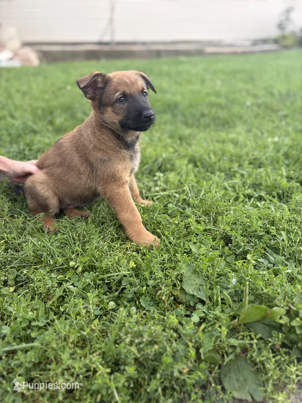Shatzi – Belgian Malinois, German Shepherd Dog puppy for sale in Decatur, IN