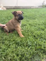 Shatzi, a female Belgian Malinois and German Shepherd Dog for sale in Decatur, IN – 1 of 9