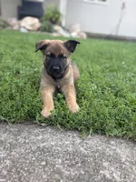 Herc, a male Belgian Malinois and German Shepherd Dog for sale in Decatur, IN – 1 of 9