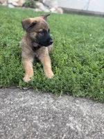 Herc, a male Belgian Malinois and German Shepherd Dog for sale in Decatur, IN – 2 of 9