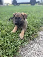 Cleo, a female Belgian Malinois and German Shepherd Dog for sale in Decatur, IN – 3 of 10
