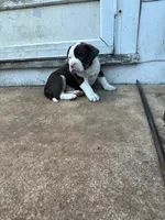 Steel, a male American Bully for sale in Peoria, IL – Photo 7 of 10