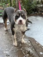 Steel, a male American Bully for sale in Peoria, IL – Photo 4 of 5