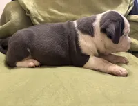 Steel, a male American Bully for sale in Peoria, IL – Photo 3 of 5