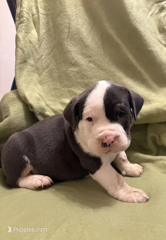 Steel – American Bully puppy for sale in Peoria, IL