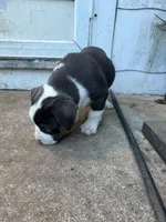 Steel, a male American Bully for sale in Peoria, IL – Photo 3 of 10