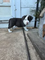 Steel, a male American Bully for sale in Peoria, IL – Photo 4 of 10