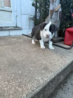 Steel, a male American Bully for sale in Peoria, IL – Photo 2 of 10