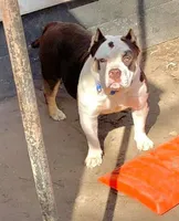 Steel, a male American Bully for sale in Peoria, IL – Photo 5 of 5