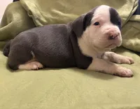 Steel, a male American Bully for sale in Peoria, IL – Photo 2 of 5