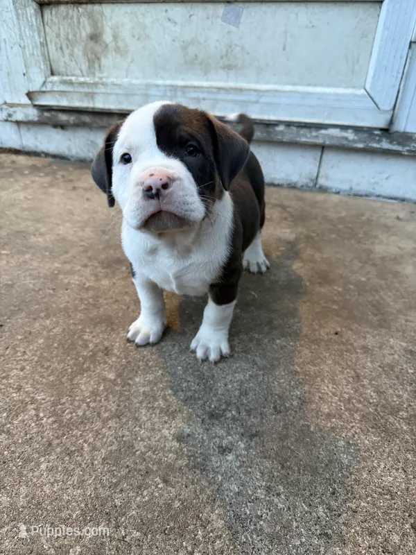 Steel – American Bully puppy for sale in Peoria, IL