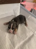 Abkc Anita , a female American Bully for sale in Peoria, IL – 2 of 5