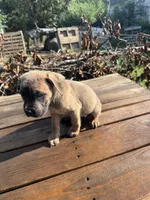 Little ma, a female Cane Corso for sale in Peoria, IL – 4 of 6