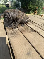 Sade, a female Cane Corso for sale in Peoria, IL – 2 of 8