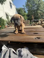 Sage, a female Cane Corso for sale in Peoria, IL – 4 of 9