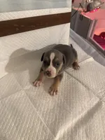 Abkc Diana, a female American Bully for sale in Peoria, IL – 2 of 5