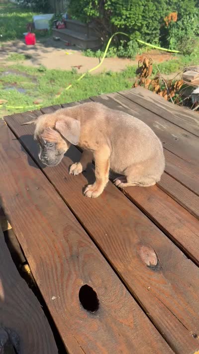 Little ma, a female Cane Corso for sale in Peoria, IL – 7 of 7